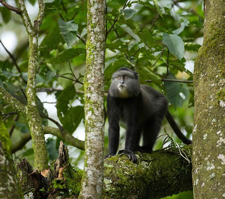 Centre for Kakamega Tropical Forest Studies (CEKATFOS)